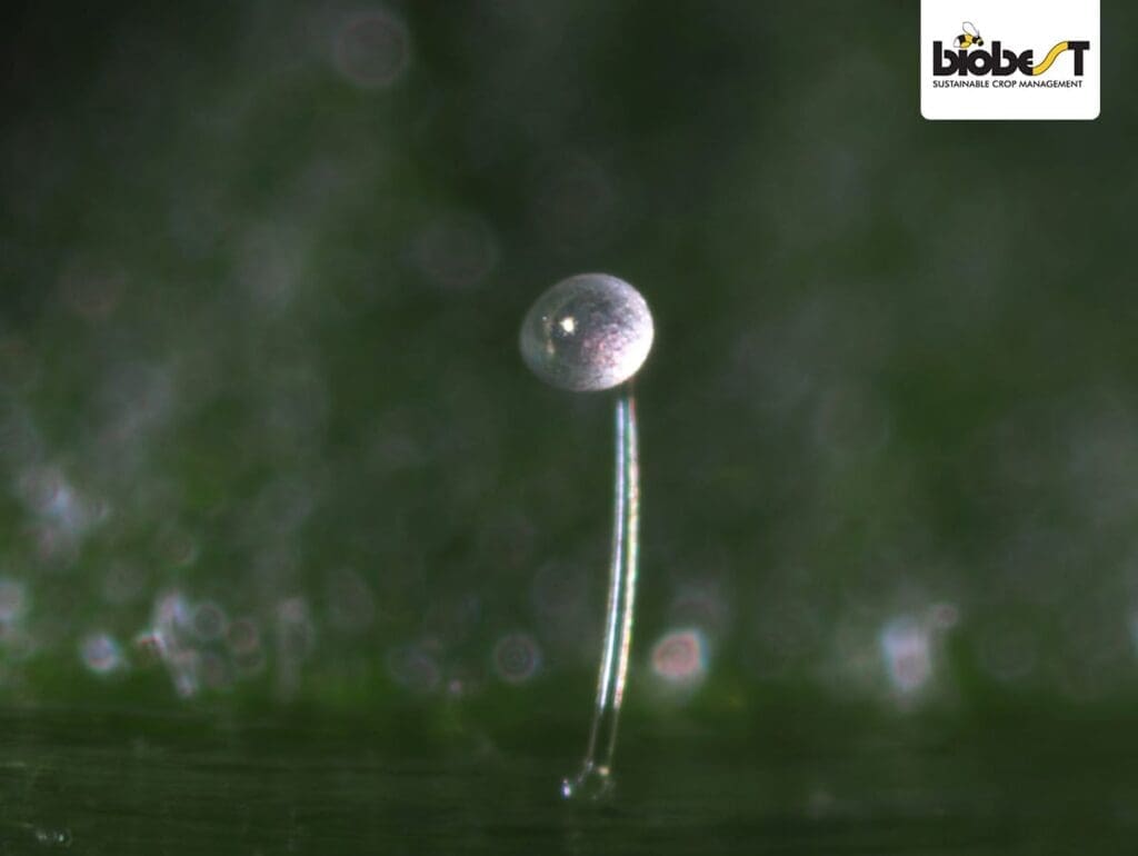 Single translucent sphere on slender stalk, dark green background, Biobest logo visible.