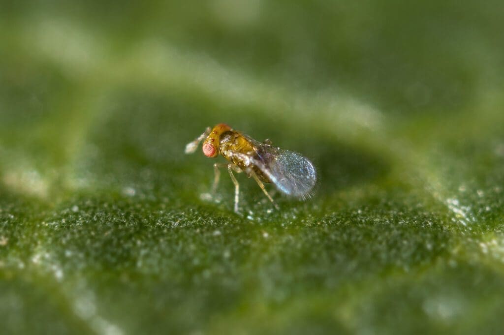 Tiny insect with translucent wings, reddish-brown body on green leaf.