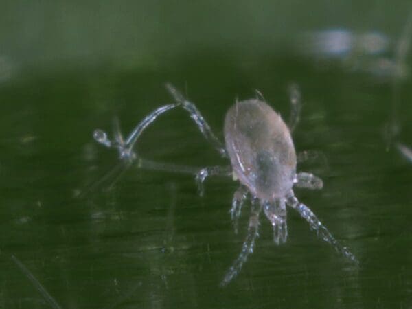 Close-up of a transparent mite with multiple legs on a green background.