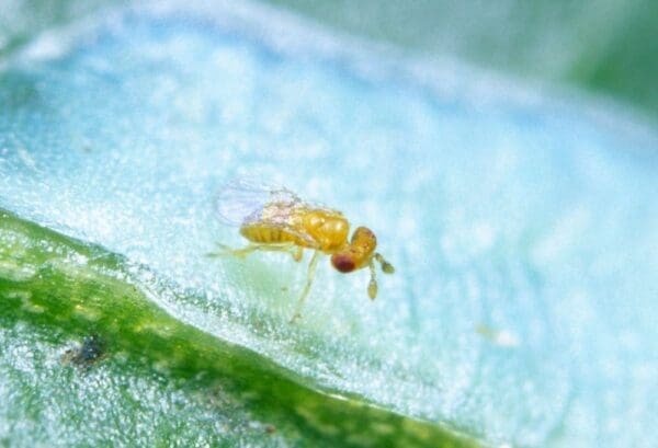 Trichogramma carverae wasp on light brown apple moth egg raft