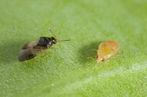 Two insects on a green leaf, one dark with wings, the other yellowish with red eyes.