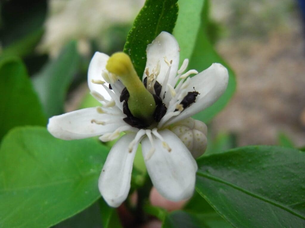 White citrus flower with detailed petals and stamens, surrounded by green leaves.