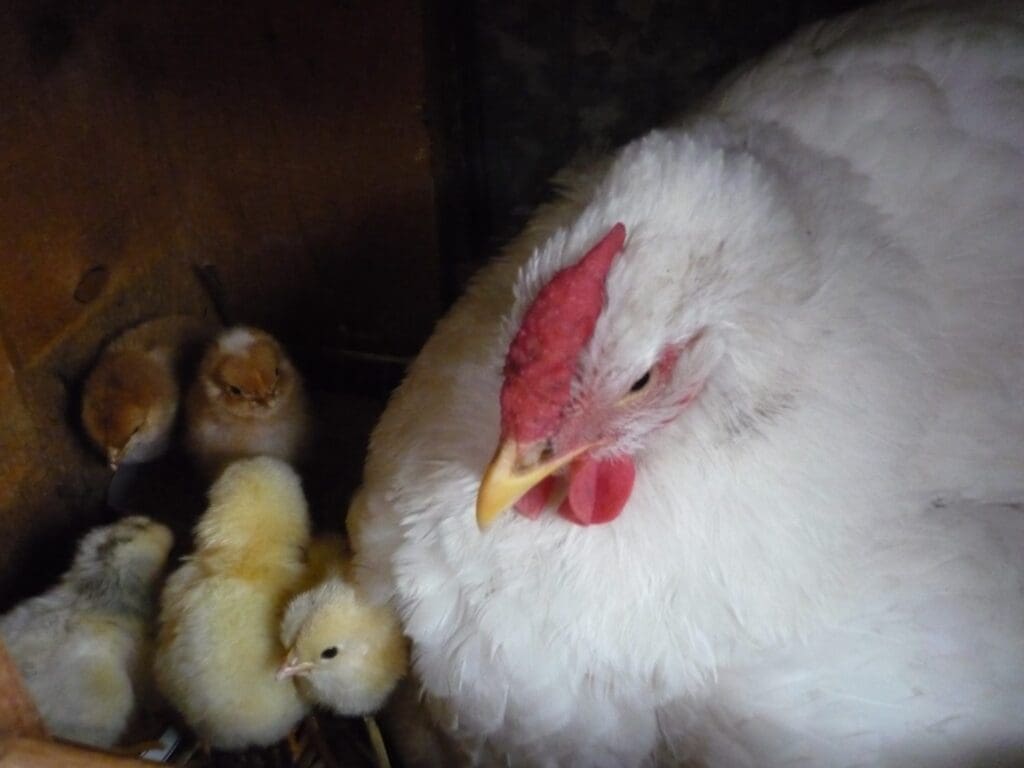 White hen with yellow and brown chicks in dark, protective setting.