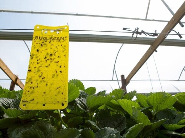 Yellow sticky insect trap with bugs above plants in a greenhouse, hanging holes visible.