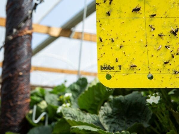 Yellow sticky trap in greenhouse with insects, used for sustainable crop management, greenery behind.