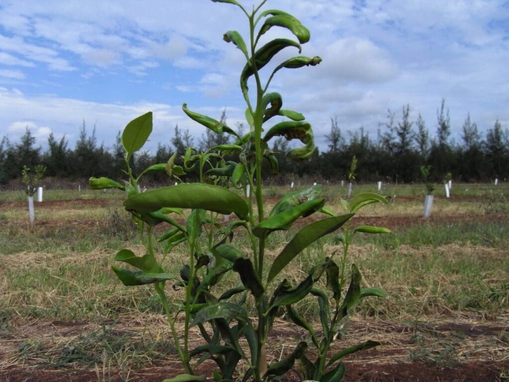 Young plant with curling leaves in grassy field under partly cloudy sky, trees in the background.