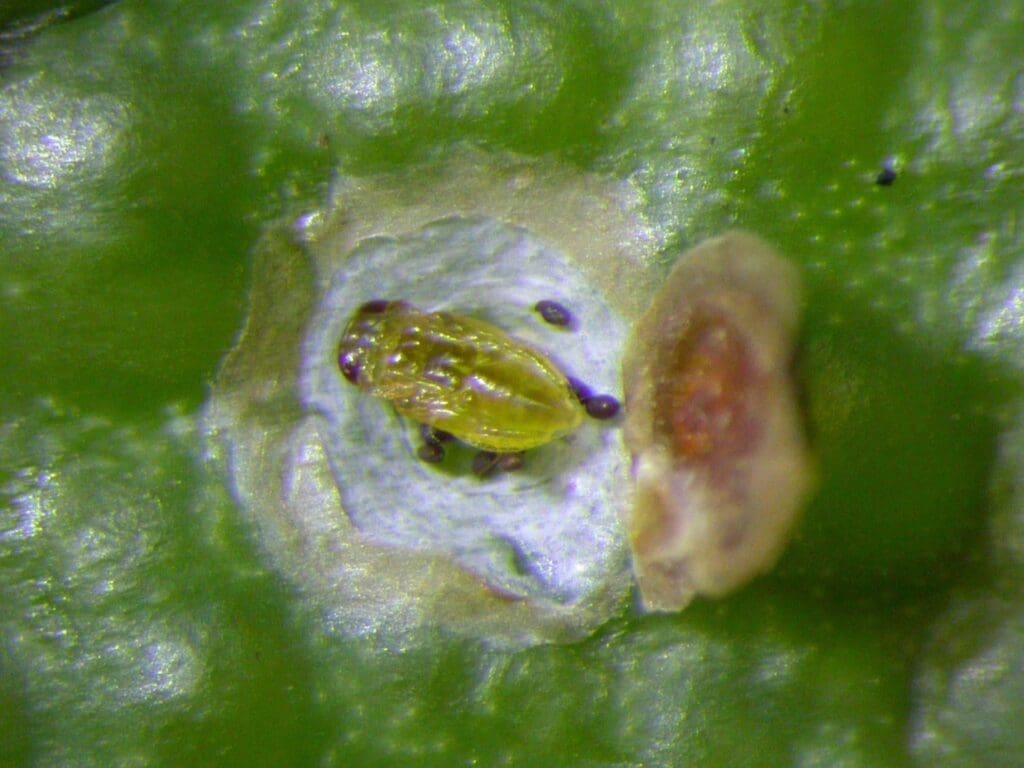 Aphytis pupa on red scale on citrus