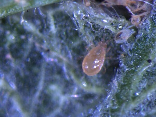 Californicus predatory mite feeding on two-spotted spider mites.