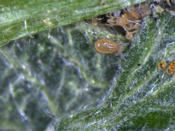 Two-spotted spider mite (Tetranychus urticae) adult and eggs. (Photo: Dan Papacek)