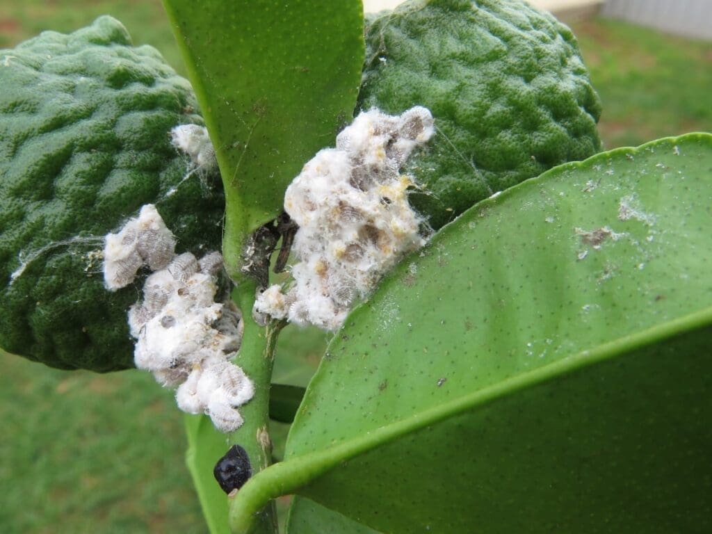 Citrus mealybug on kaffir lime. (Photo: Dan Papacek, Bugs for Bugs)