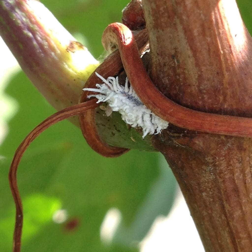 Cryptolaemus laerva feeding on mealybugs in grape vine (Photo: Dan Papacek, Bugs for Bugs)