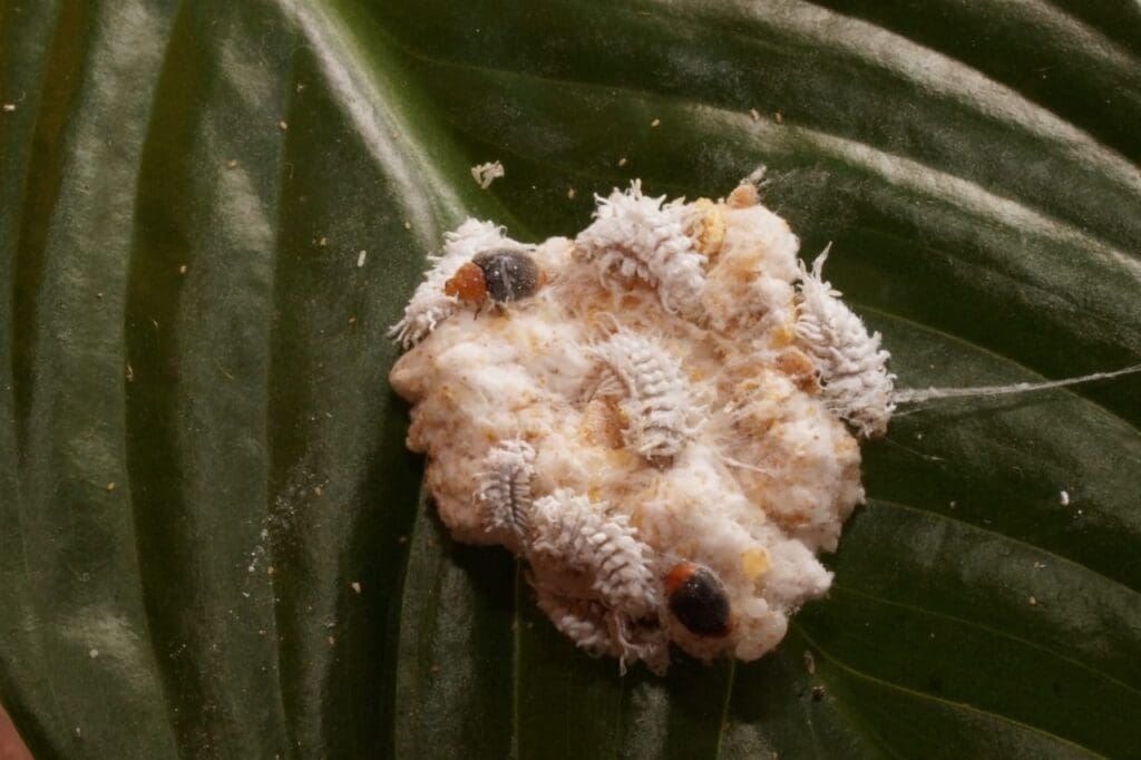 Cryptolaemus larvae and adults feeding on mealybug egg mass (Photo: Dan Papacek, Bugs for Bugs)