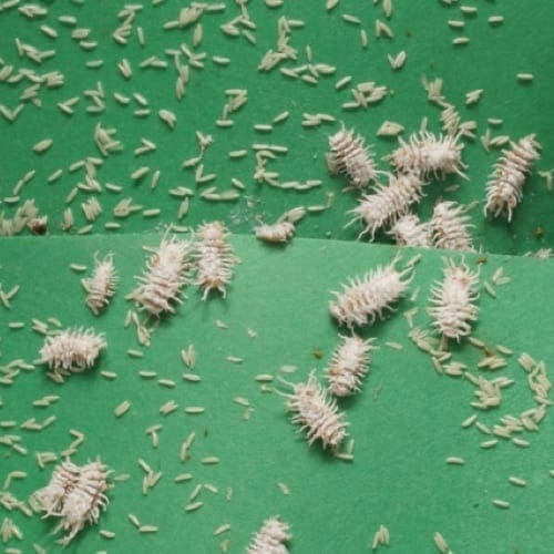 Cryptolaemus larva feeding on black scale (Photo: Dan Papacek)