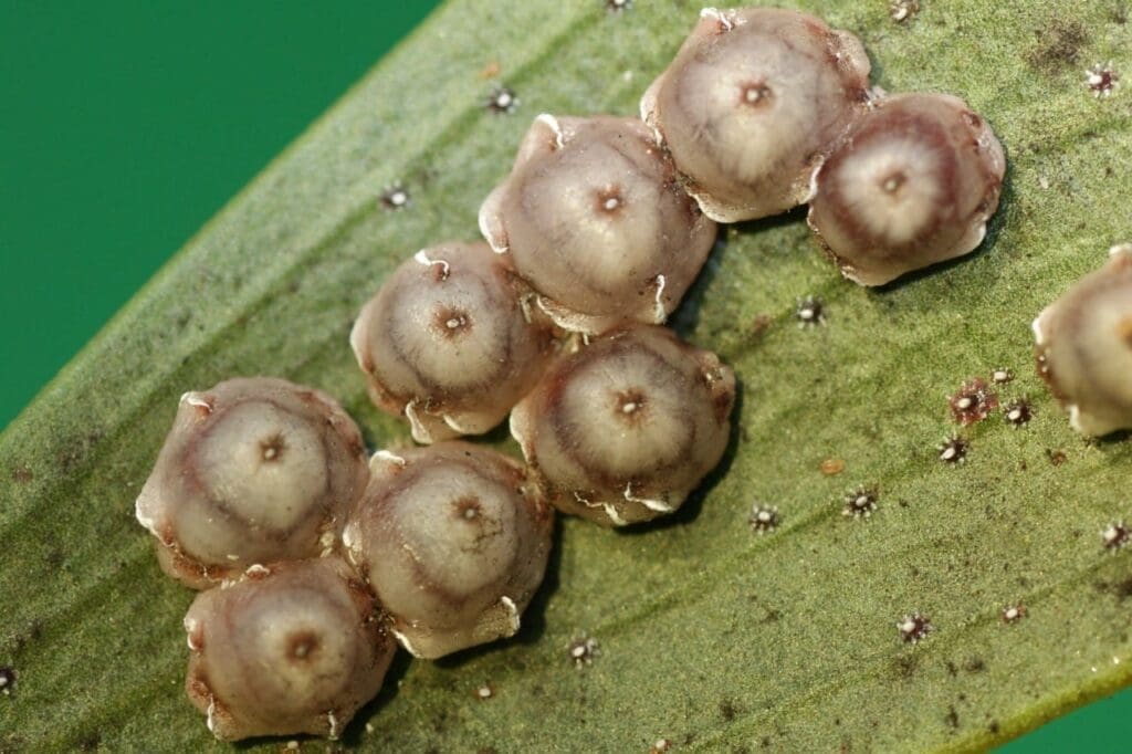 Pink wax scale (Photo: Dan Papacek, Bugs for Bugs)