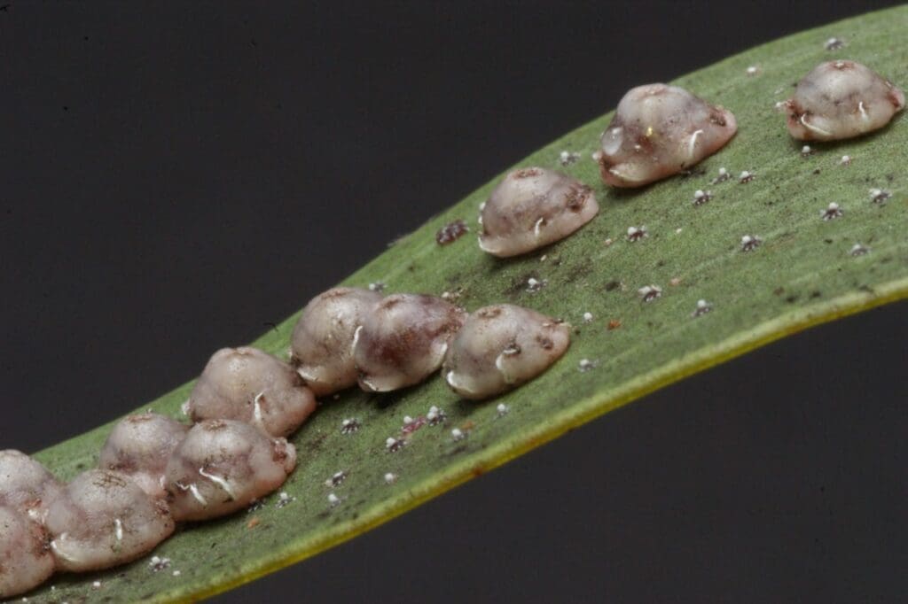 Pink wax scale (Photo: Dan Papacek)