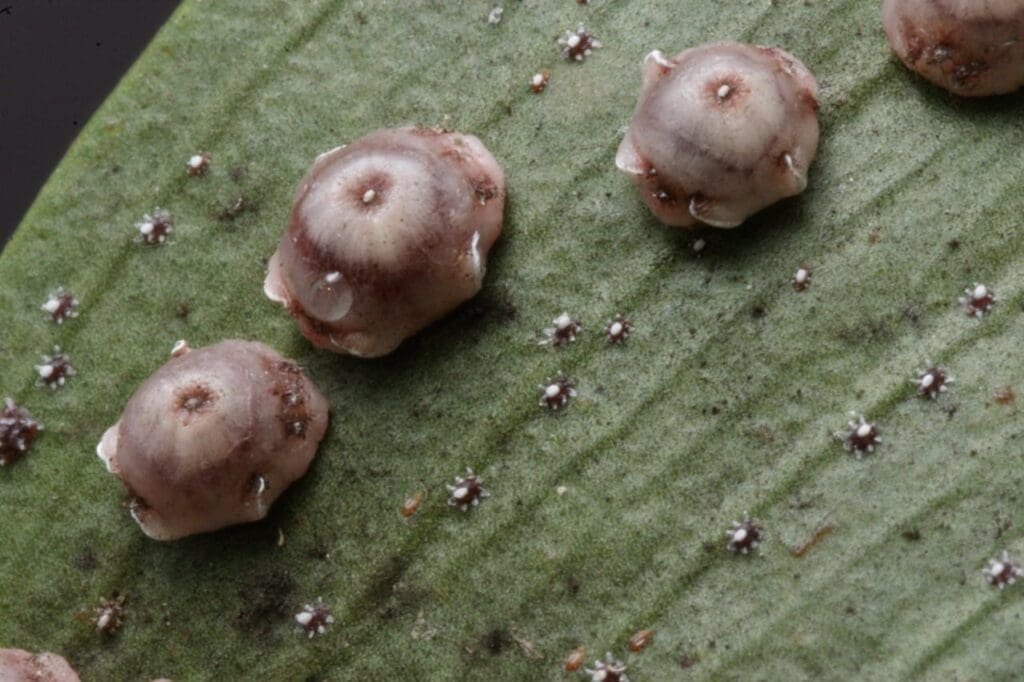 Pink wax scale (Photo: Dan Papacek)