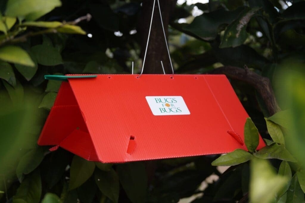 Delta trap kit | Bugs For Bugs