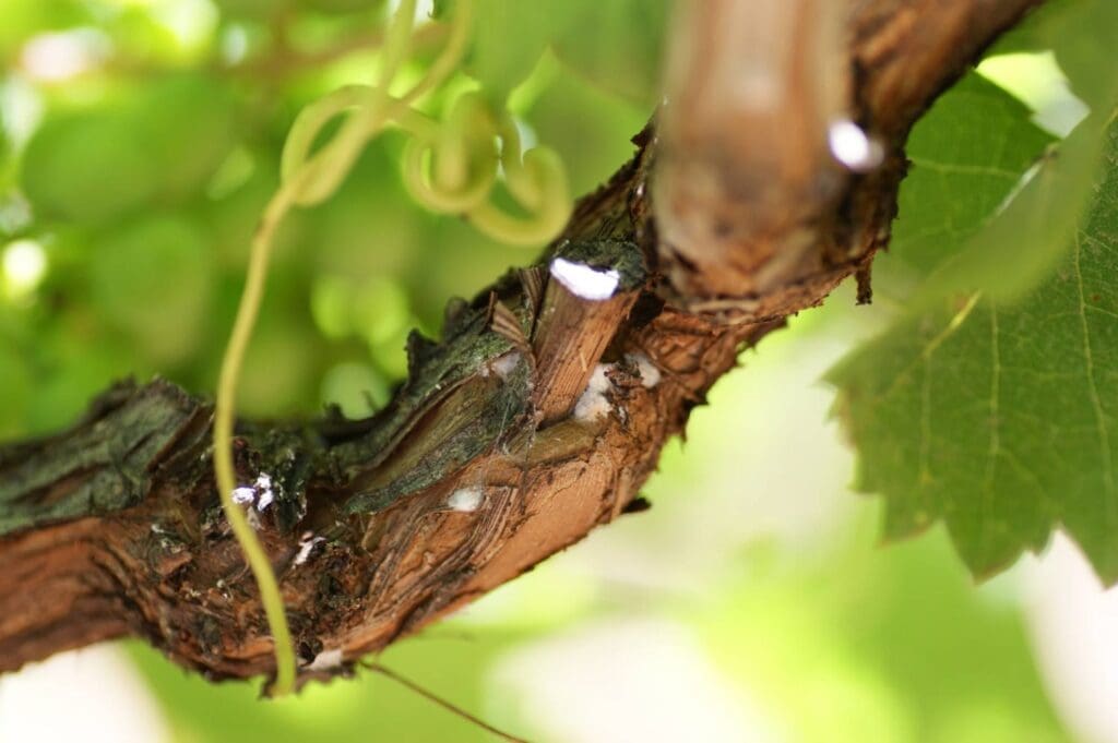 Citrus mealybug on Flame Seedless grapes. (Photo: Dan Papacek)