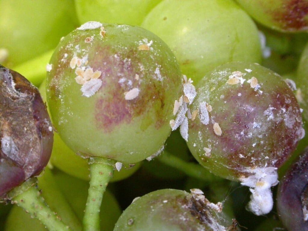 Mealybug on grapes