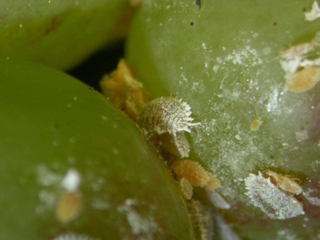 Mealybug in grapes (Photo: Dan Papacek, Bugs for Bugs)