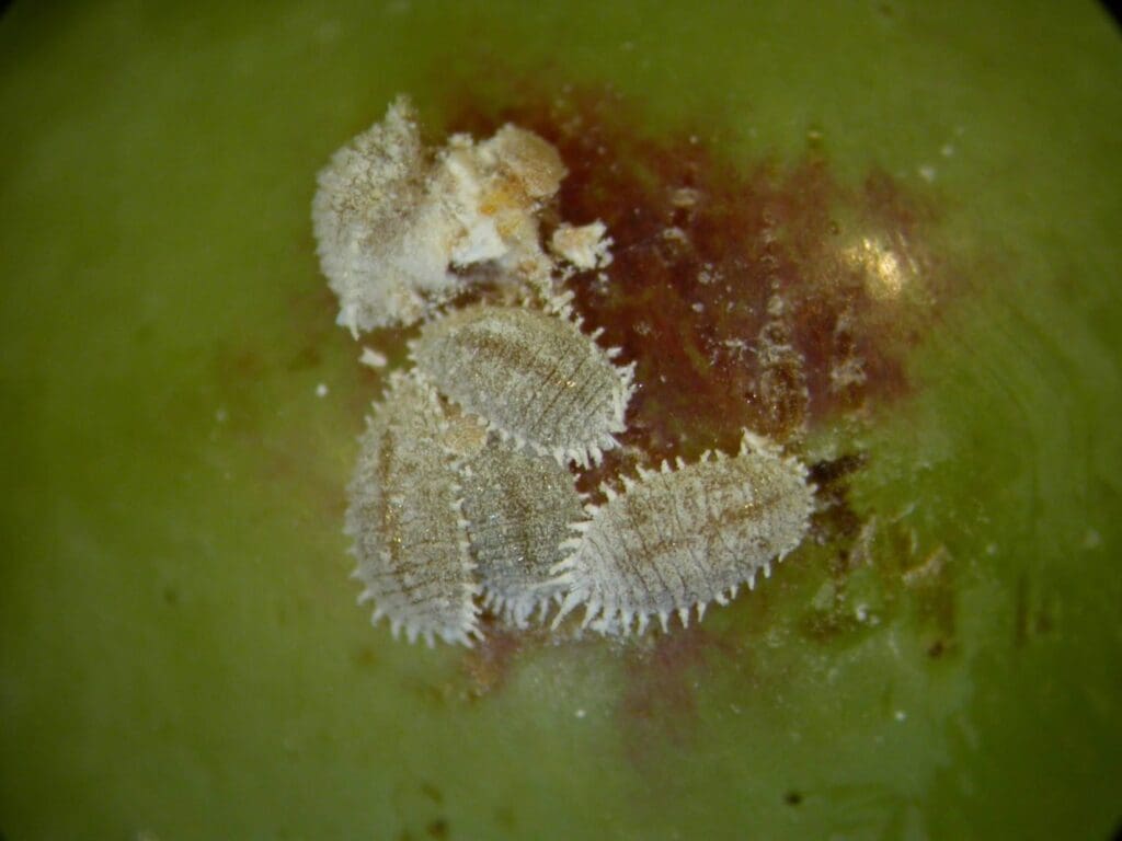 Mealybug in grapes (Photo: Dan Papacek, Bugs for Bugs)