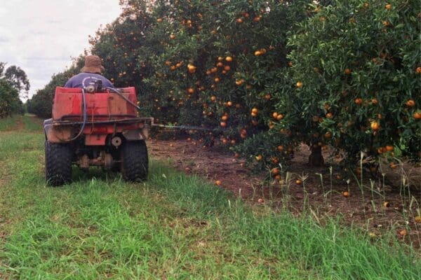 Fruit fly bait application