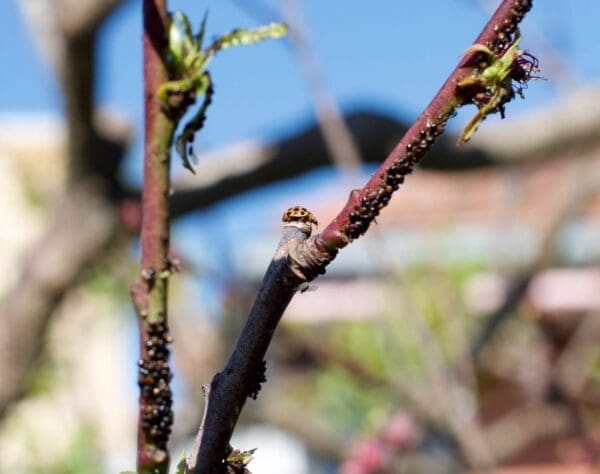 Harmonia conformis ladybird beetle and black cherry aphids