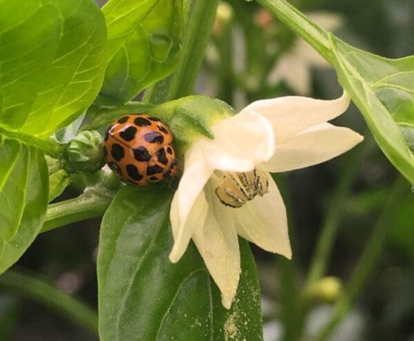 Harmonia conformis