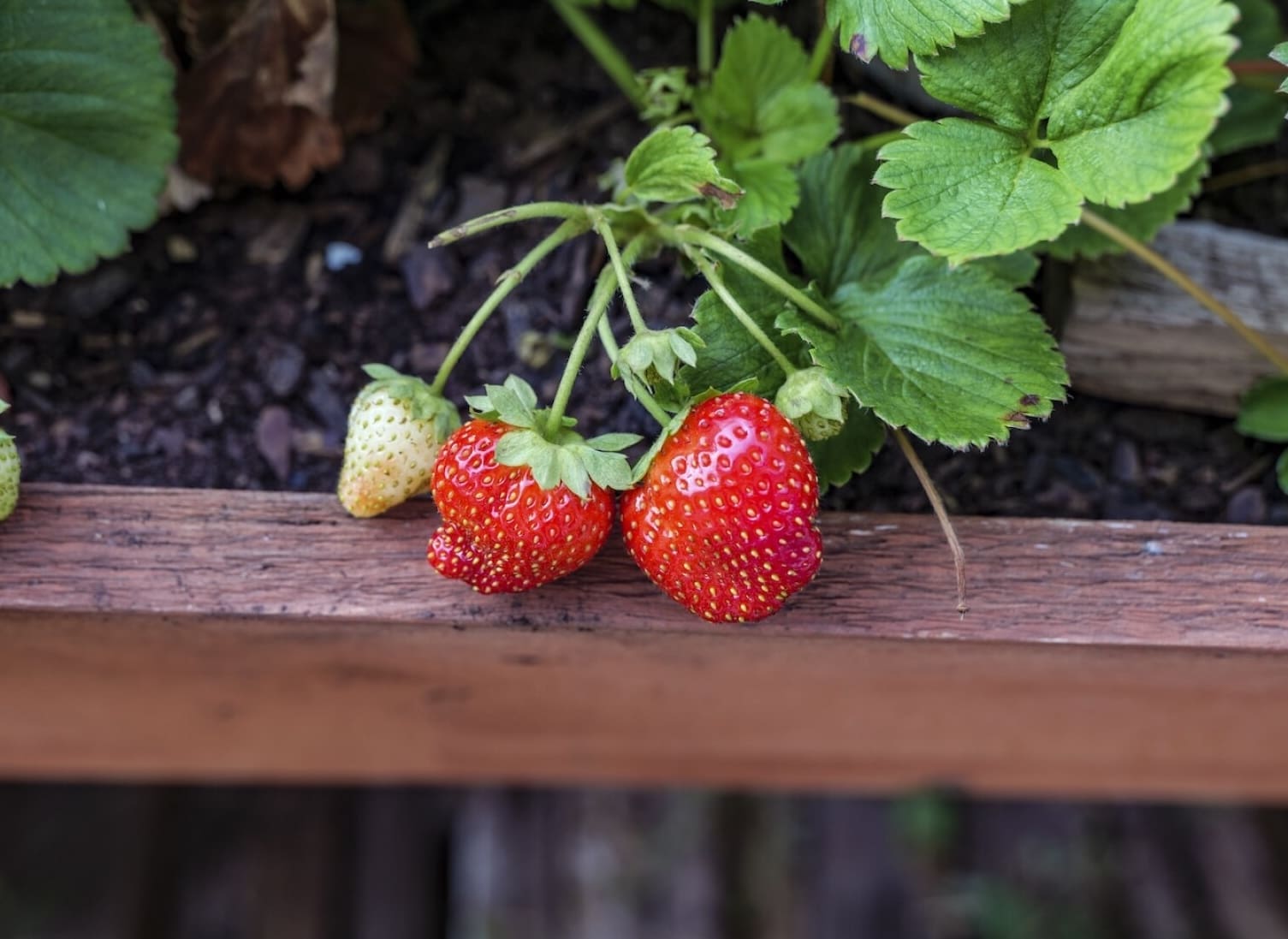 How to protect strawberries from pests