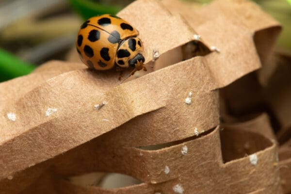 Spotted ladybirds - Image 8