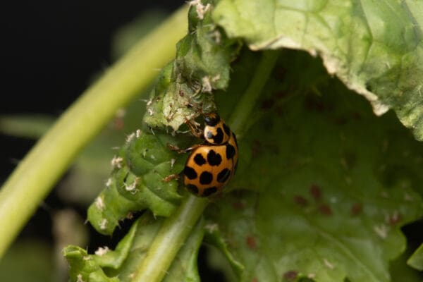 Spotted ladybirds - Image 7