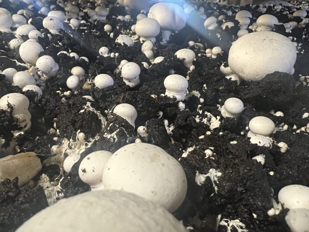 Mushroom farming. Phorid and Sciarid flies are common pests in this environment.