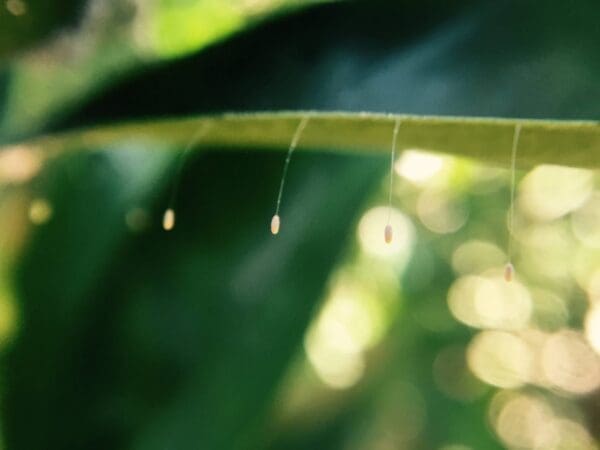 Lacewing larva impaling an aphid (Photo: Denis Crawford - Graphic Science)