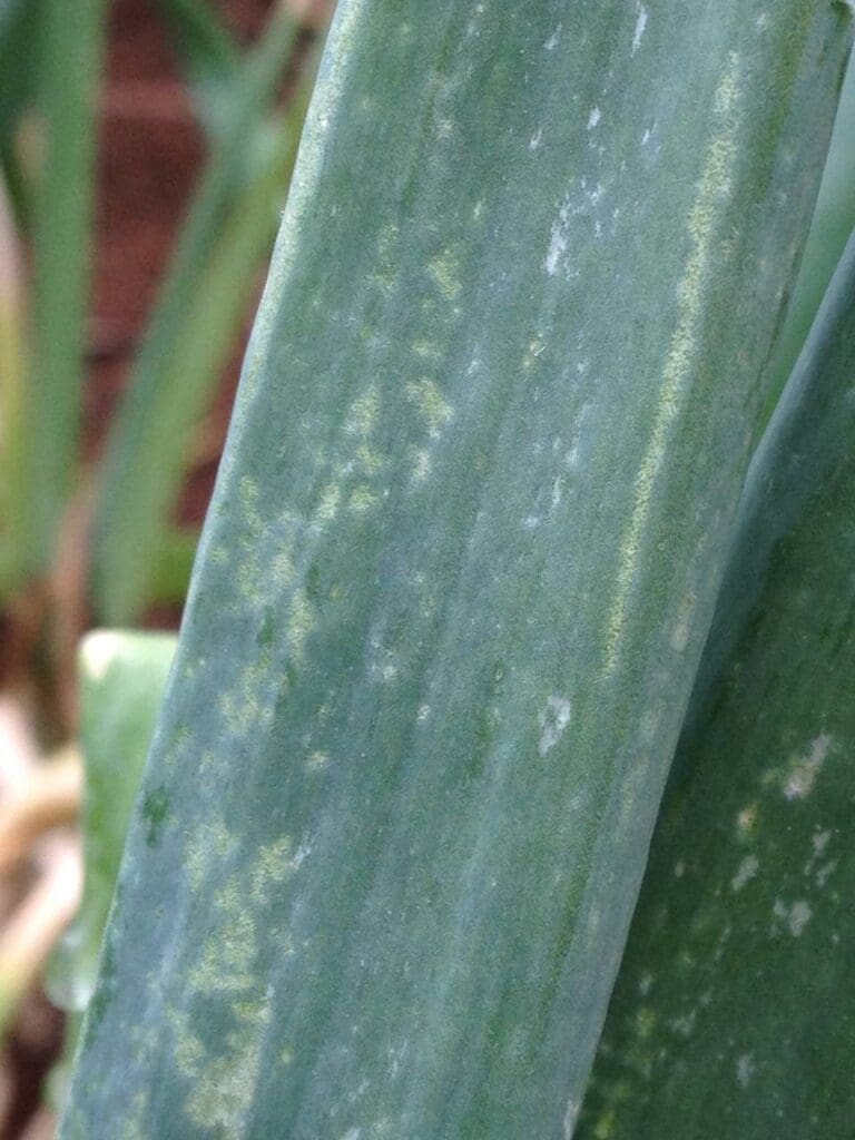 Thrips feeding damage on onion (Photo: Angelica Cameron, Bugs for Bugs)