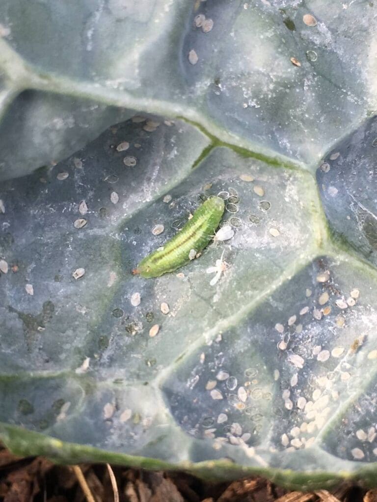 Hoverfly maggot feeding on brassica whitefly nymphs (Photo: Angelica Cameron)