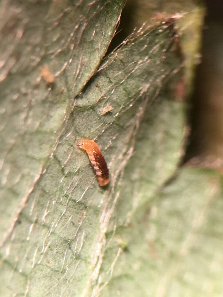 Feltiella predatory gall midge. These maggots feed on spider mites (visible above the maggot in this image). (Photo: Angelica Cameron)