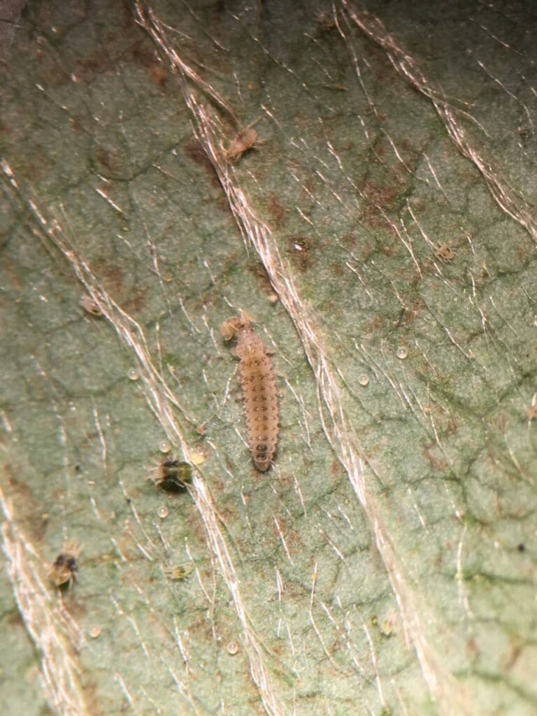 Stethorus ladybird larva feeding on two-spotted spider mite. Note two-spotted spider mites and their eggs surrounding the ladybird larva. (Photo: Angelica Cameron)