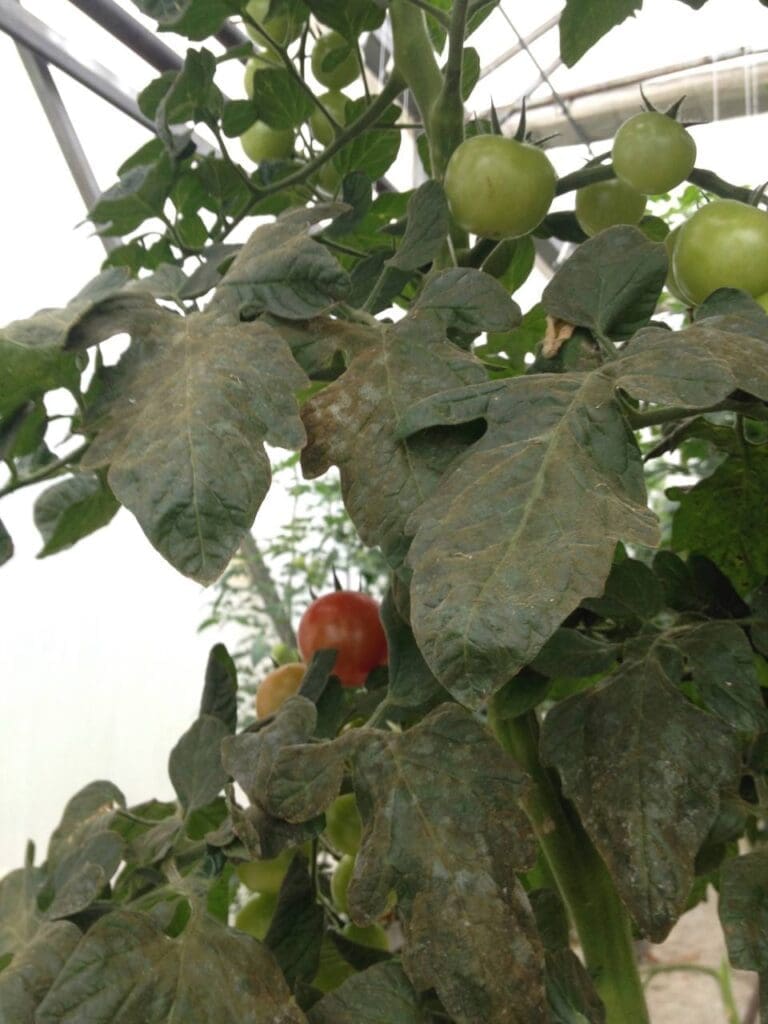 Sooty mould associated with heavy whitefly infestation in tomato crop (Photo: Angelica Cameron, Bugs for Bugs)