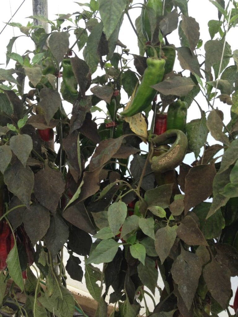 Sooty mould associated with heavy whitefly infestation in capsicum crop (Photo: Angelica Cameron, Bugs for Bugs)