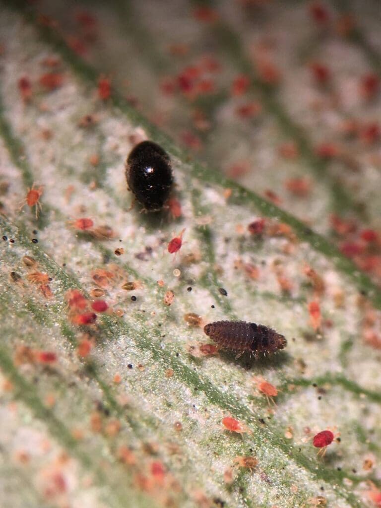 Stethorus ladybird beetle (top) and larva (below), feeding on spider mites. (Photo: Angelica Cameron)