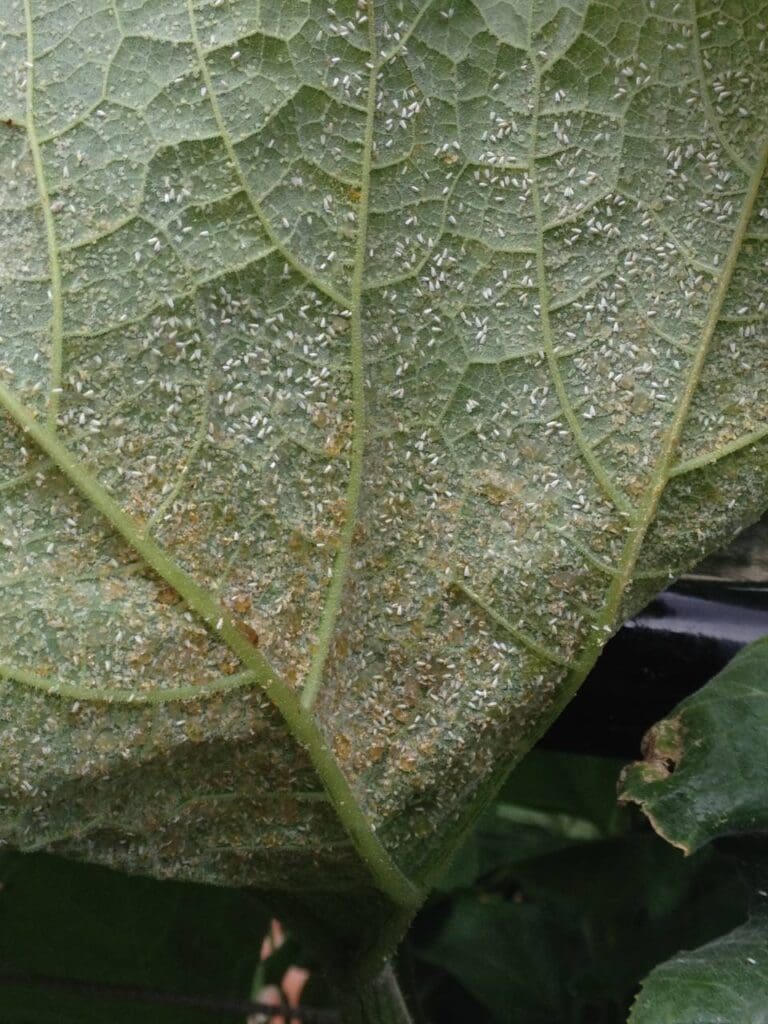 Honeydew deposited on pumpkin leaf by whiteflies (Photo: Angelica Cameron)