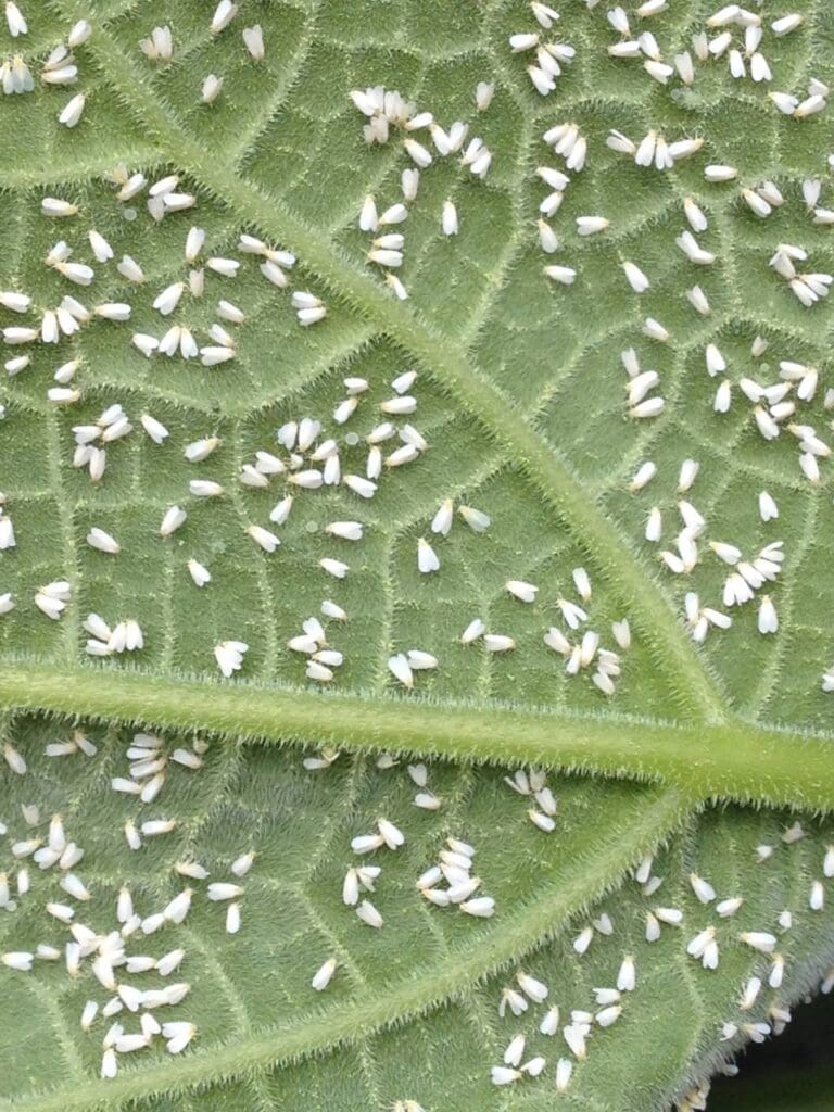 Adult whiteflies on pumpkin leaf (Photo: Angelica Cameron)