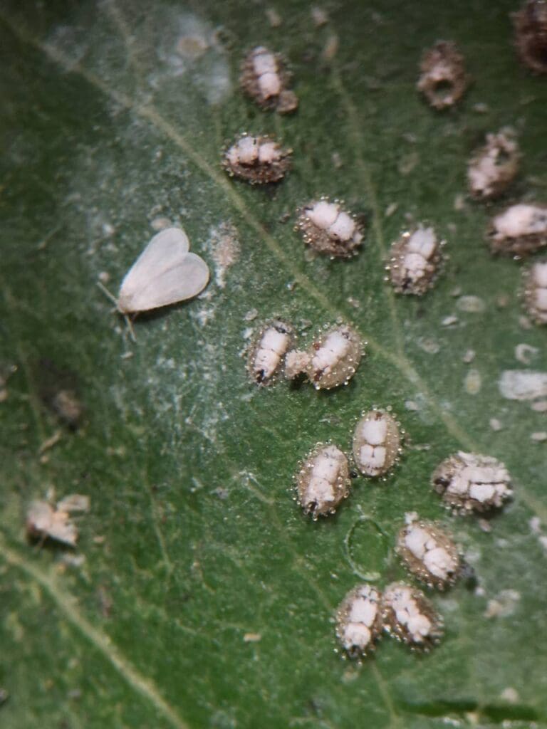 Ash whitefly adult and nymphs on ornamental pear leaf (Photo: Angelica Cameron)