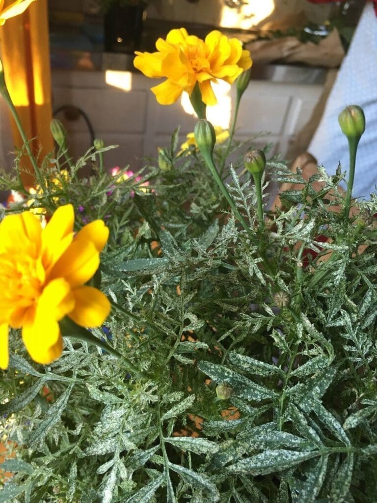 Typical ‘silvering’ of leaves as a result of thrips feeding damage (Photo: Angelica Cameron, Bugs for Bugs)