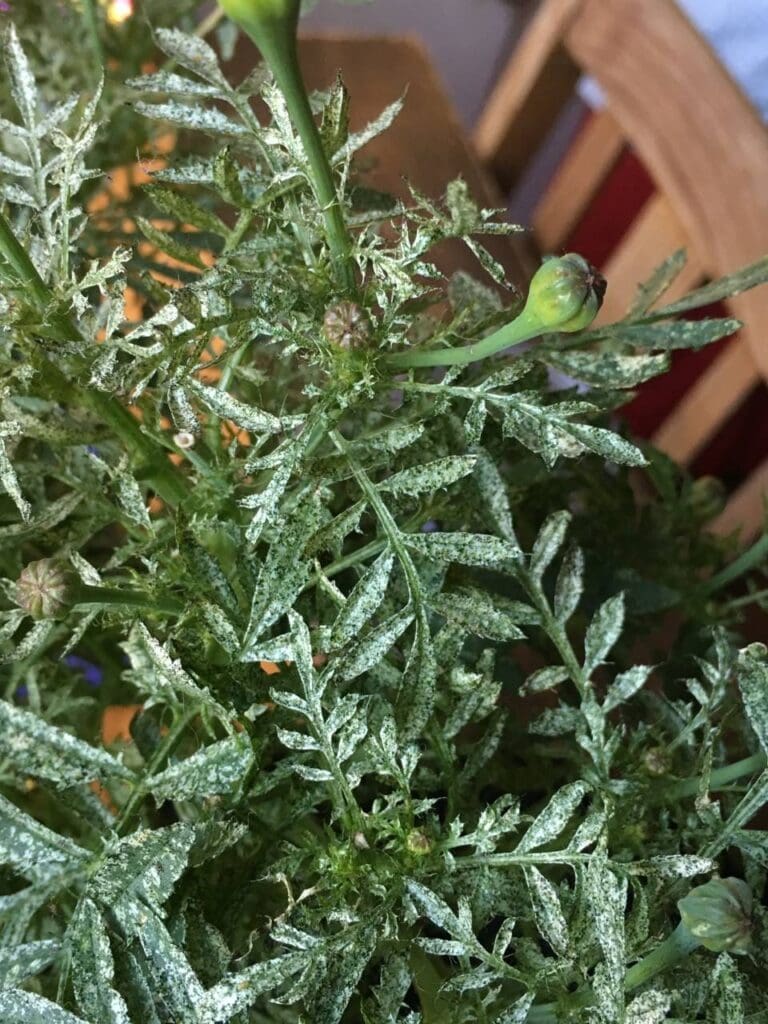 Typical ‘silvering’ of leaves as a result of thrips feeding damage (Photo: Angelica Cameron)