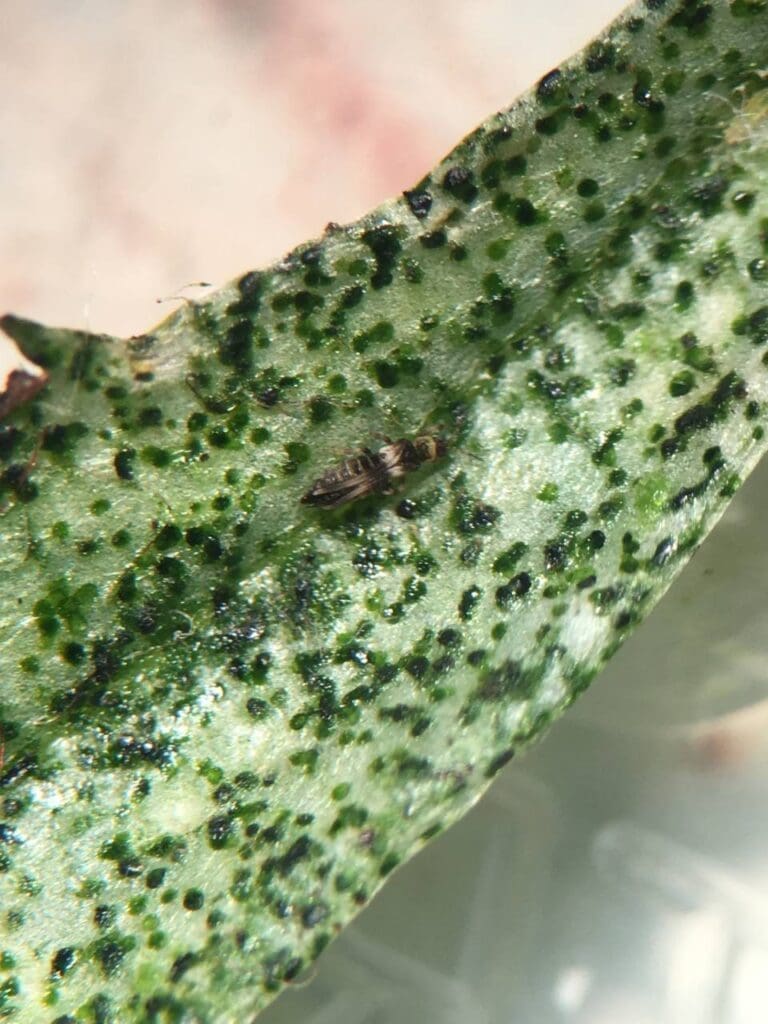 Adult marigold thrips and typical feeding damage (Photo: Angelica Cameron, Bugs for Bugs)