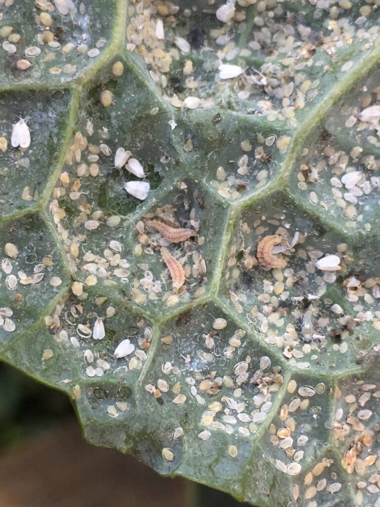 Lacewing larvae feeding on brassica whitefly (Photo: Angelica Cameron)