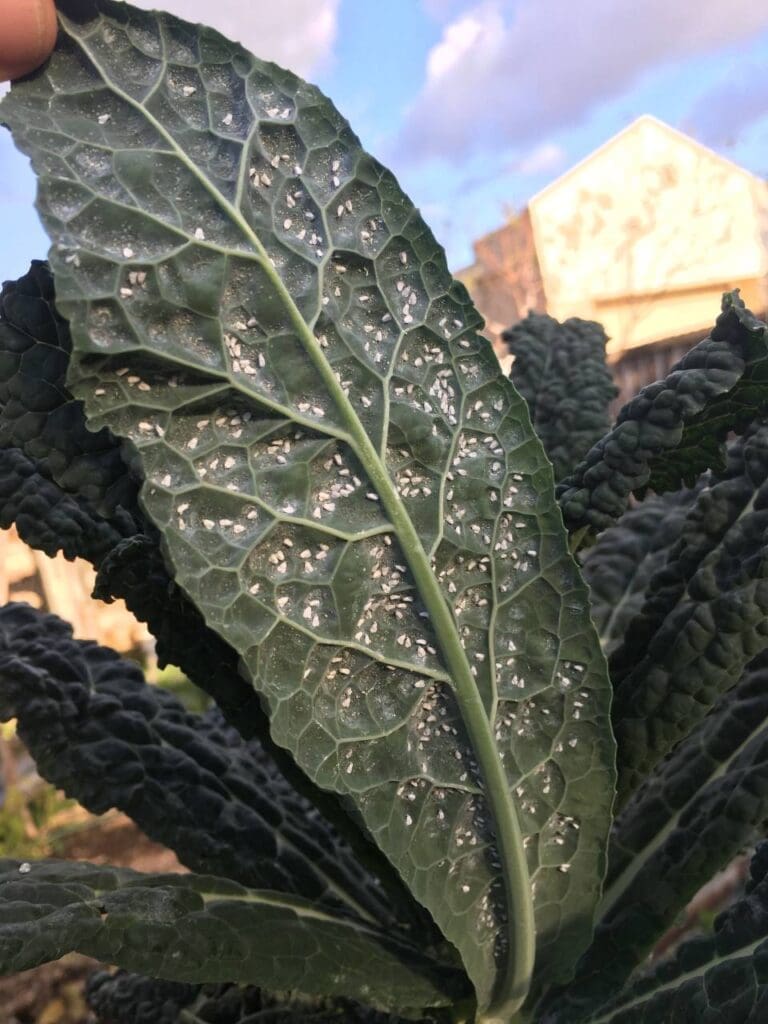 Brassica whitefly on kale (Photo: Angelica Cameron)