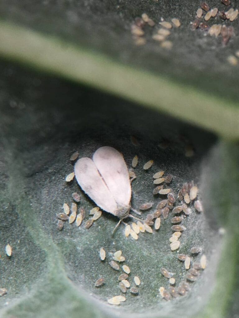 Brassica whitefly