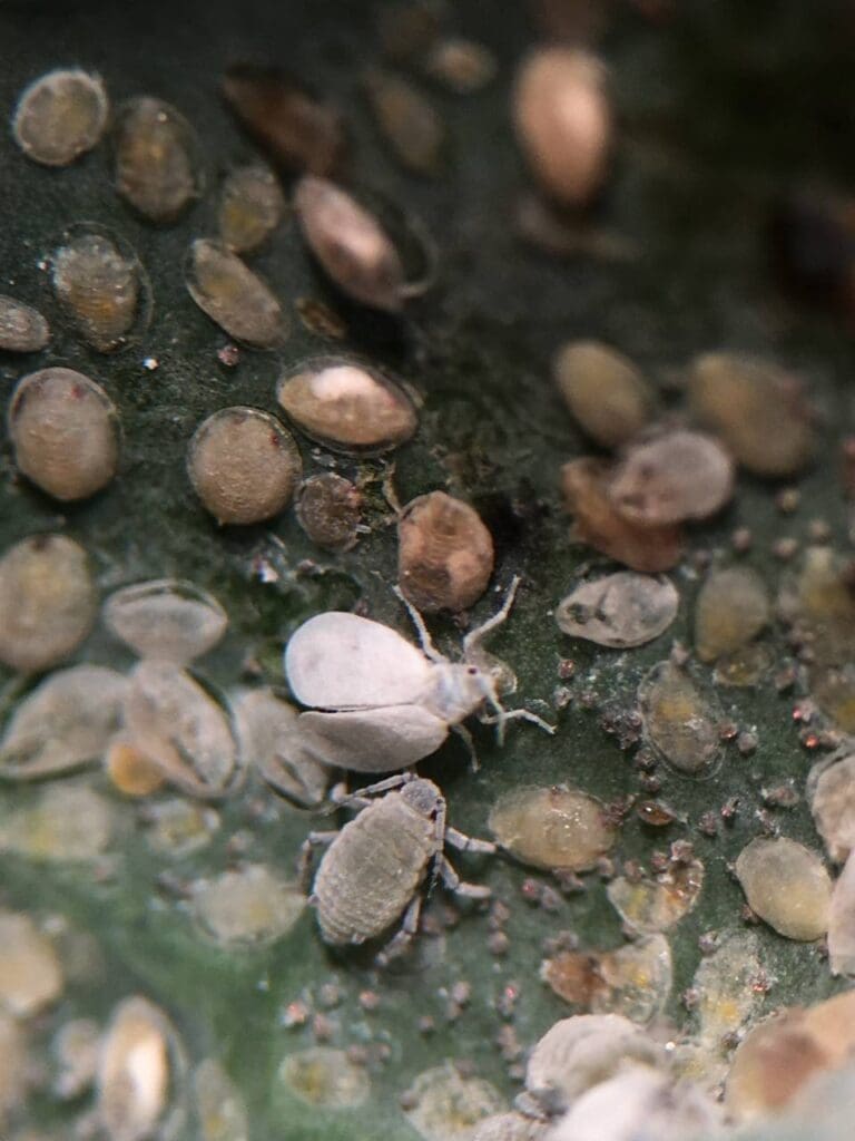 Adult brassica whitefly (centre), cabbage aphid (below adult whitefly) and whitefly nymphs. (Photo: Angelica Cameron)